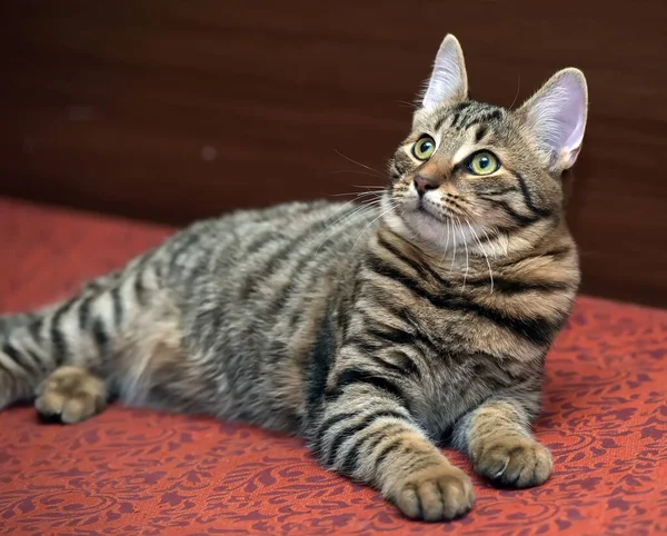 Junge Schöne Gestromte Katze Braun Mit Schwarz — Stockfoto