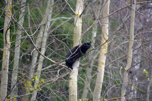 Gato Negro Trepando Árbol Otoño — Foto de Stock