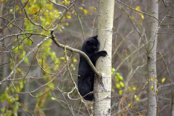 Black Cat Climbing Tree Autumn — Stock Photo, Image