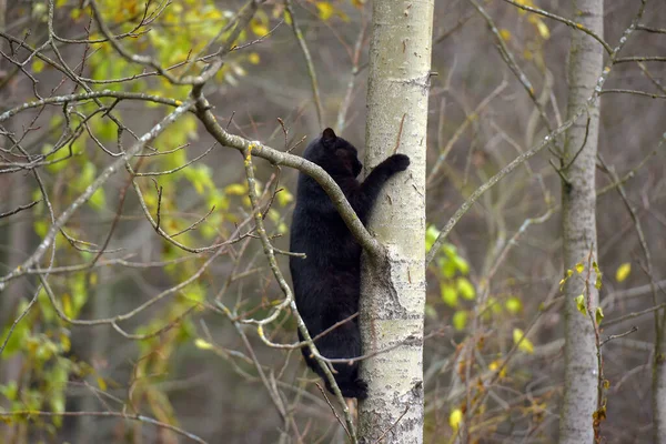 Black Cat Climbing Tree Autumn — Stock Photo, Image