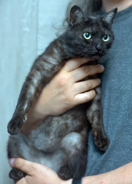 Adult Affectionate Black Smoky Undercoat Cat Her Arms Portrait — Stock Photo, Image