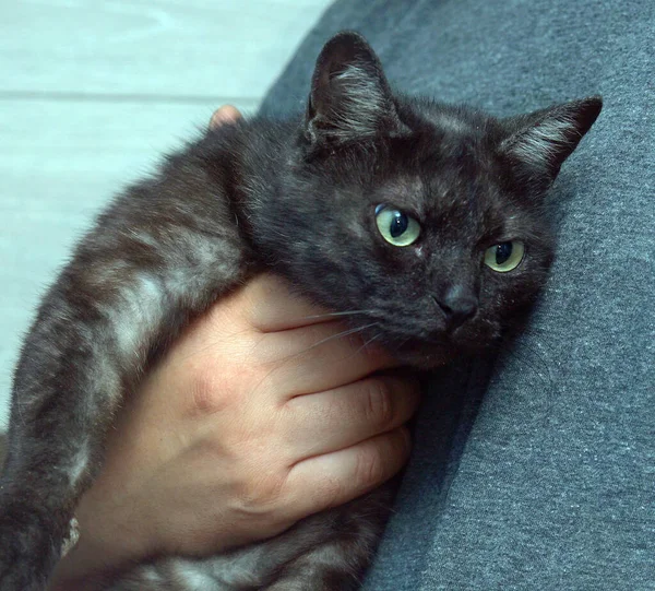 Vuxen Tillgiven Svart Med Rökig Underrock Katt Armarna Porträtt — Stockfoto