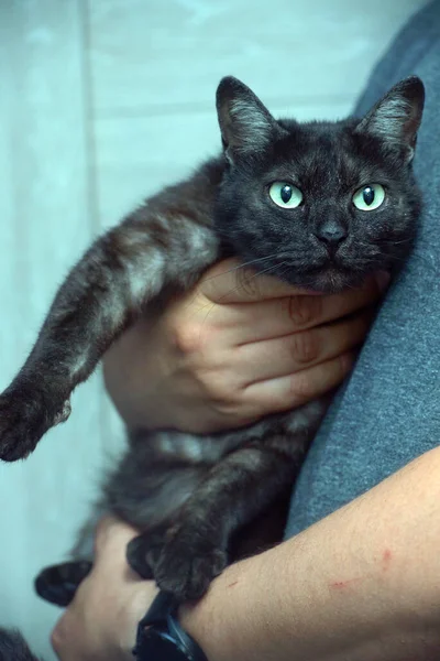 大人愛情のある黒とともにスモーキーな下着猫で彼女の腕の肖像画 — ストック写真