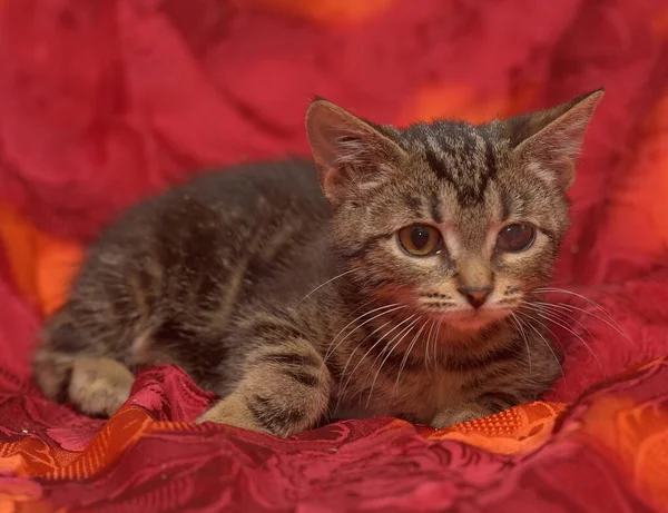 stock image tabby marbled kitten with a sore eye on a red background