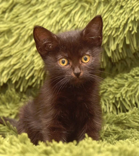 Piccolo Gattino Nero Carino Una Coperta Soffice Verde — Foto Stock