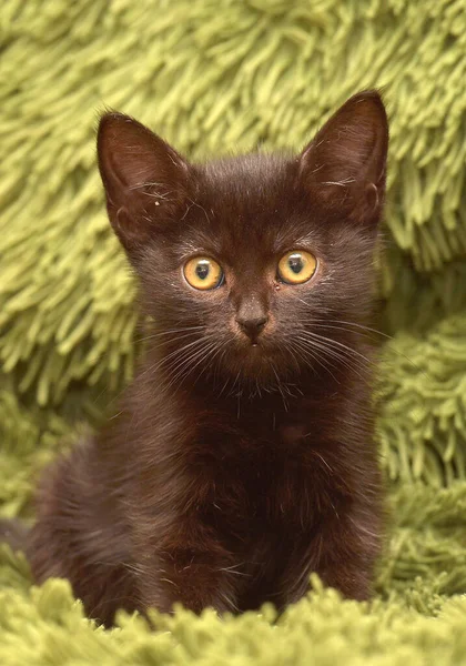 在绿色毛绒绒毛毯上的可爱的小黑猫 — 图库照片