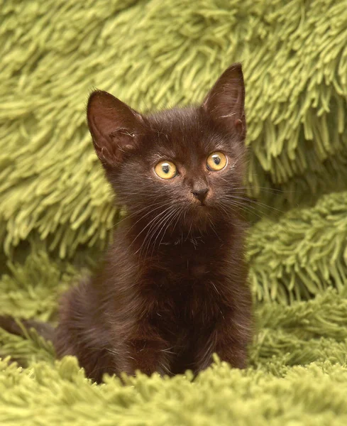 Pequeno Bonito Preto Gatinho Verde Fofo Cobertor — Fotografia de Stock