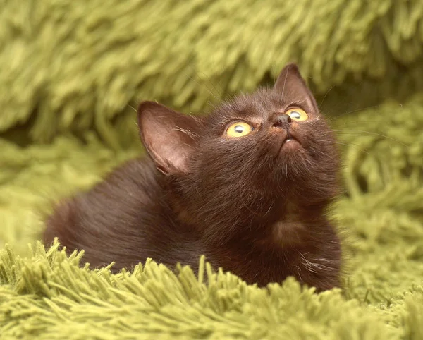 Piccolo Gattino Nero Carino Una Coperta Soffice Verde — Foto Stock