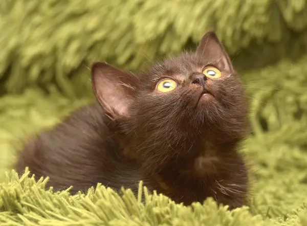 Klein Schattig Zwart Kitten Een Groen Pluizig Deken — Stockfoto