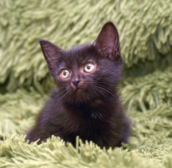 Piccolo Gattino Nero Carino Una Coperta Soffice Verde — Foto Stock