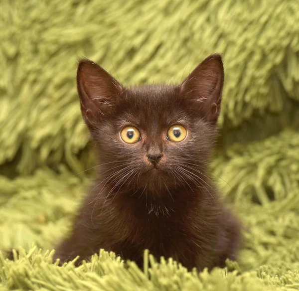 Pequeño Lindo Negro Gatito Verde Mullido Manta —  Fotos de Stock