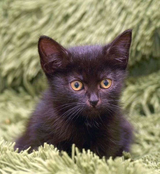 Маленький Милий Чорний Кошеня Зеленій Пухнастій Ковдрі — стокове фото