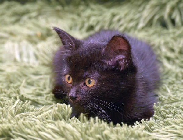 Liten Søt Svart Kattunge Grønt Mykt Teppe – stockfoto