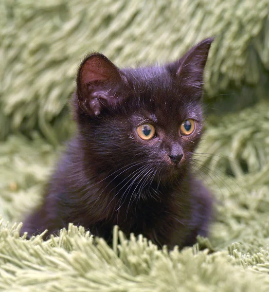 Kleines Süßes Schwarzes Kätzchen Auf Einer Grünen Flauschigen Decke — Stockfoto
