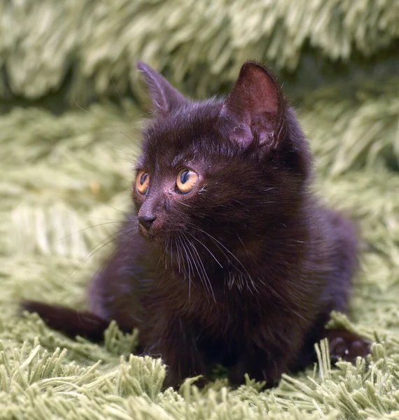 Piccolo Gattino Nero Carino Una Coperta Soffice Verde — Foto Stock