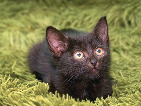 Klein Schattig Zwart Kitten Een Groen Pluizig Deken — Stockfoto