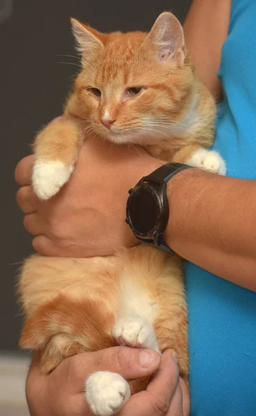 Süße Junge Rotschopf Mit Einer Weißen Katze Arm — Stockfoto