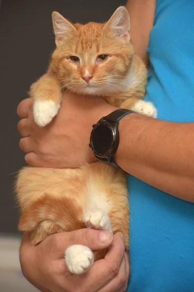 Schattig Jong Roodharige Met Een Witte Kat Armen — Stockfoto