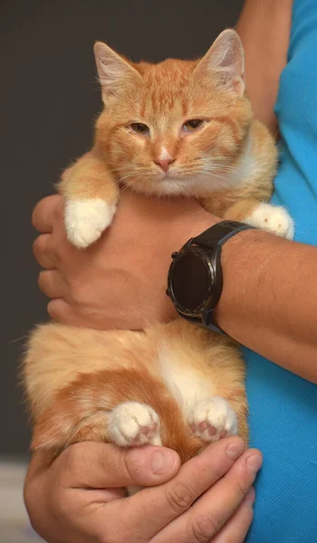 Süße Junge Rotschopf Mit Einer Weißen Katze Arm — Stockfoto