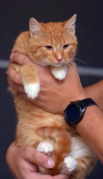 Linda Joven Pelirroja Con Gato Blanco Brazos — Foto de Stock