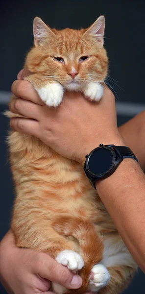 Bonito Jovem Ruiva Com Gato Branco Nos Braços — Fotografia de Stock