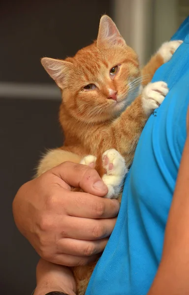 Süße Junge Rotschopf Mit Einer Weißen Katze Arm — Stockfoto