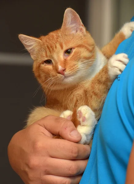 Muda Berambut Merah Lucu Dengan Kucing Putih Lengan — Stok Foto