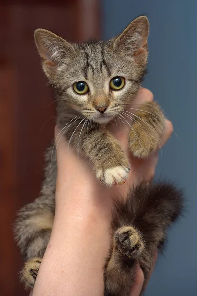 Cute Brown Tabby Kitten Holding Close Photo — Stok Foto