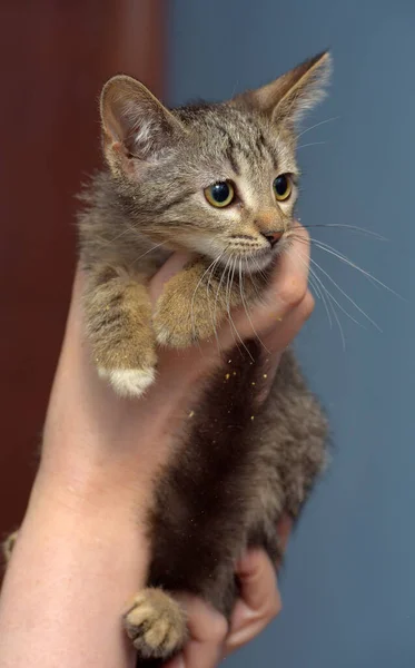 Bonito Marrom Tabby Gatinho Segurando Perto Foto — Fotografia de Stock