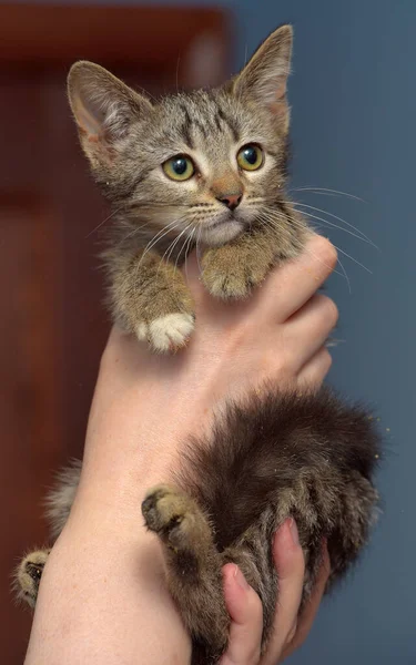 Bonito Marrom Tabby Gatinho Segurando Perto Foto — Fotografia de Stock