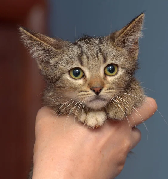 Schattig Bruin Tabby Kitten Holding Sluiten Foto — Stockfoto