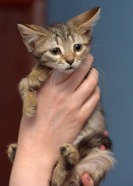 Bonito Marrom Tabby Gatinho Segurando Perto Foto — Fotografia de Stock