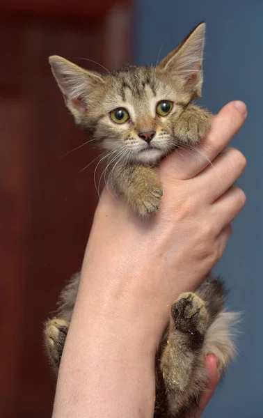 Cute Brown Tabby Kitten Holding Close Photo — Stock Photo, Image