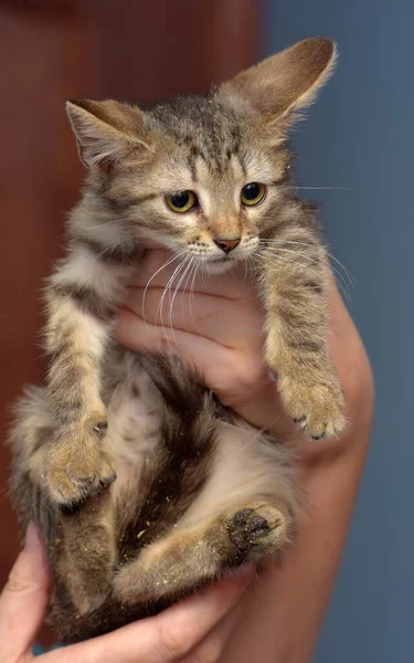 Lindo Marrón Tabby Gatito Celebración Cerca Foto — Foto de Stock