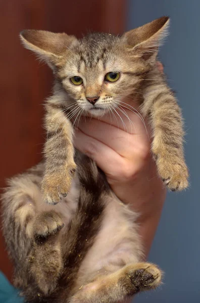 Χαριτωμένο Καφέ Tabby Γατάκι Κρατώντας Στενή Φωτογραφία — Φωτογραφία Αρχείου