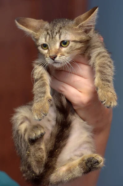 可爱的棕色胖胖的小猫 拿着近照 — 图库照片