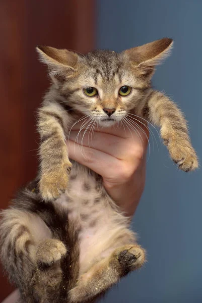 可愛い茶色いタビー子猫近くの写真 — ストック写真
