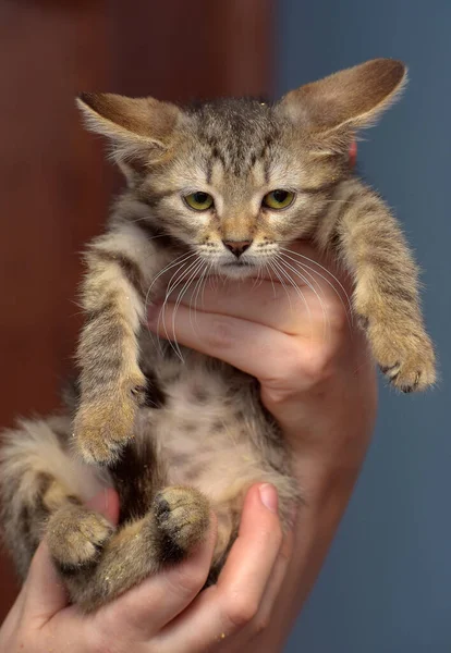 Carino Marrone Gattino Tabby Tenendo Vicino Foto — Foto Stock