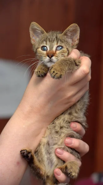 Schattig Bruin Tabby Kitten Holding Sluiten Foto — Stockfoto
