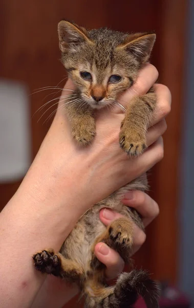 Cute Brown Tabby Kitten Holding Close Photo — Stock Photo, Image