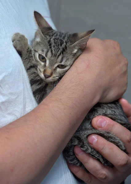 Carino Tabby Gattino Tre Mesi Nelle Mani Chiudere Foto — Foto Stock