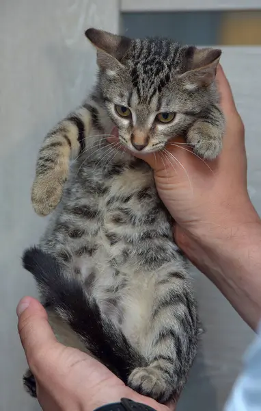 Schattig Tabby Kitten Drie Maanden Oud Handen Sluiten Foto — Stockfoto