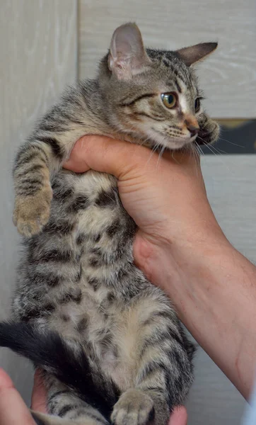 Cute Tabby Kitten Three Months Old Hands Close Photo — Stock Photo, Image