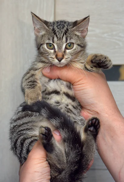 Cute Tabby Kitten Three Months Old Hands Close Photo — Stock Photo, Image