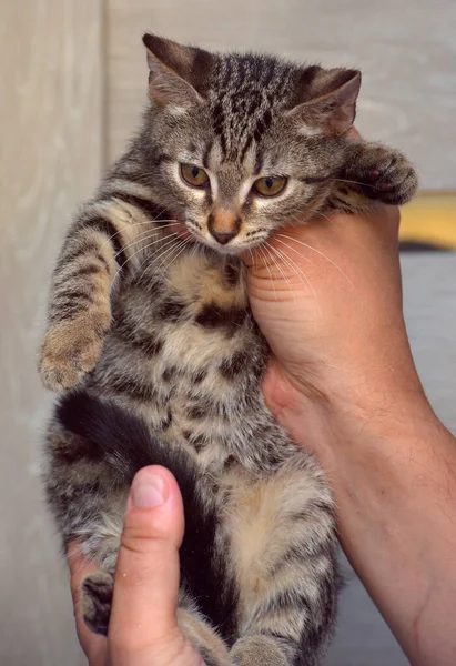 Cute Tabby Kitten Three Months Old Hands Close Photo — Stock Photo, Image