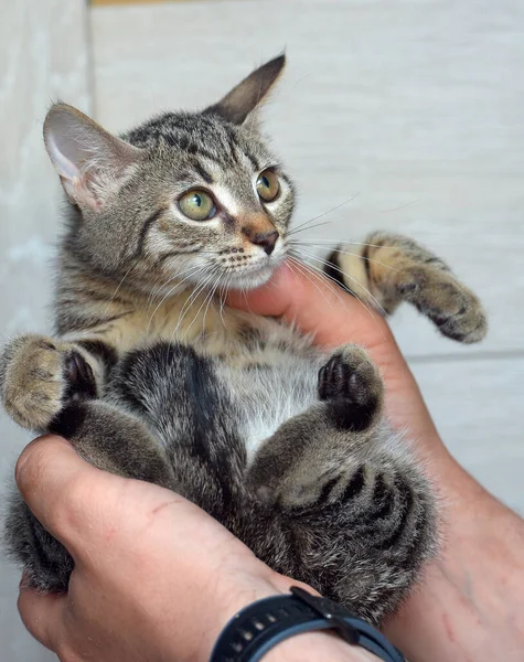 Bonito Tabby Gatinho Três Meses Idade Mãos Fechar Foto — Fotografia de Stock