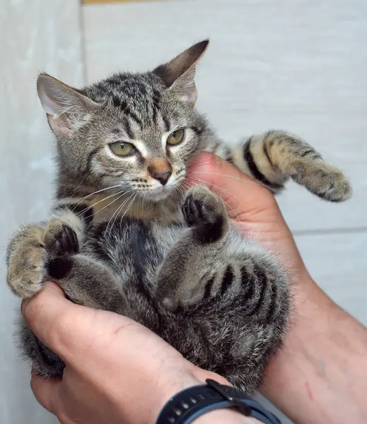 Bonito Tabby Gatinho Três Meses Idade Mãos Fechar Foto — Fotografia de Stock