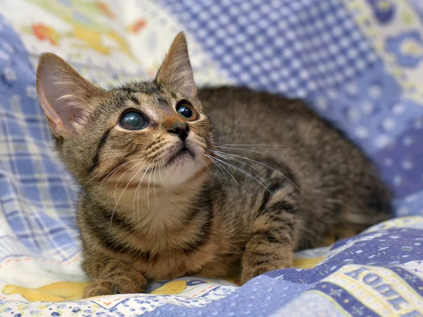 Lindo Gatito Tabby Con Ojo Enfermo Refugio Animales Glaucoma Catarata —  Fotos de Stock