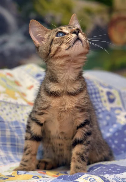 Gatinho Mesa Bonito Com Olho Doente Abrigo Animais Glaucoma Catarata — Fotografia de Stock