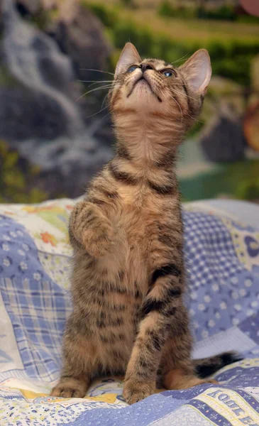 Gatinho Mesa Bonito Com Olho Doente Abrigo Animais Glaucoma Catarata — Fotografia de Stock